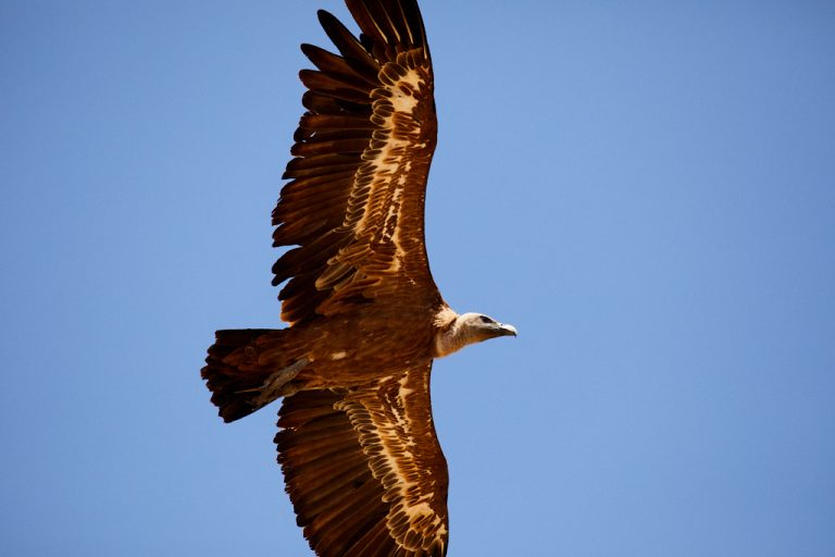 Gyps fulvus - Buitre leonado