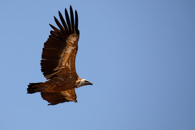 Gyps fulvus - Buitre leonado