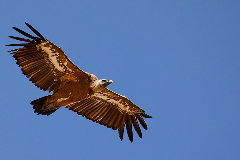 Gyps fulvus - Buitre leonado