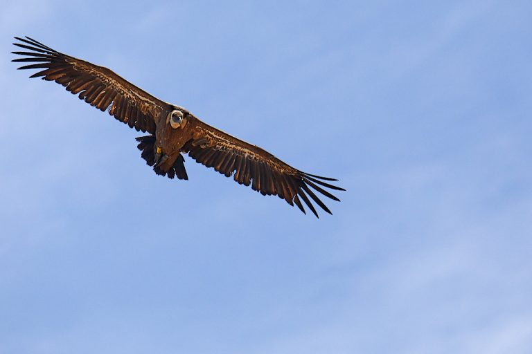 Gyps fulvus - Buitre leonado