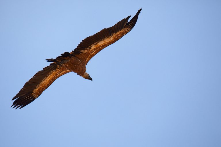 Gyps fulvus - Buitre leonado