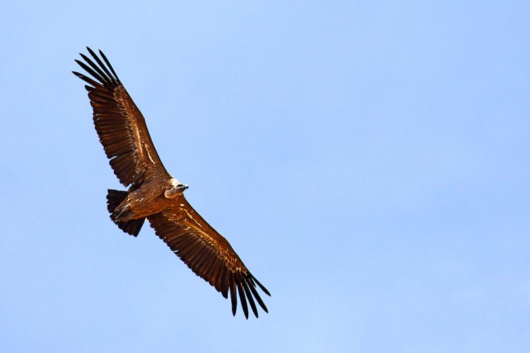 Gyps fulvus - Buitre leonado