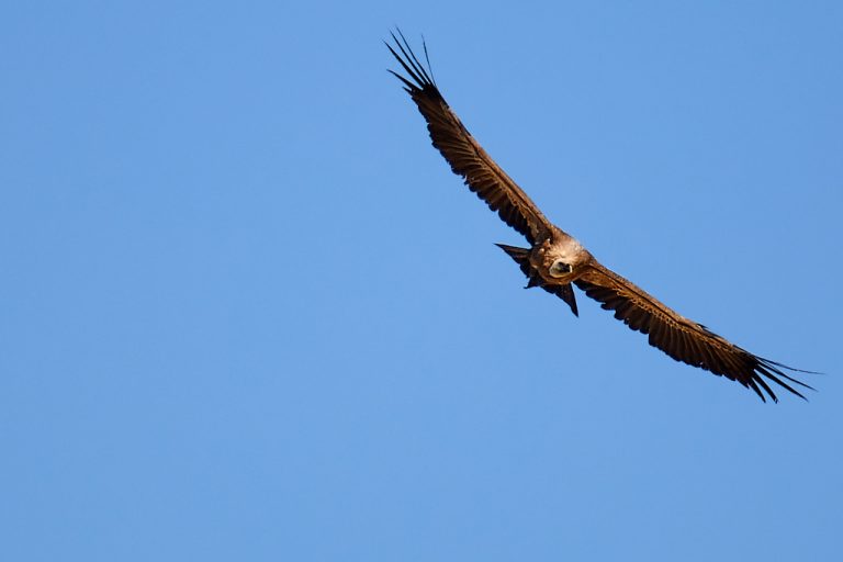 Gyps fulvus - Buitre leonado