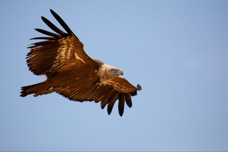 Gyps fulvus - Buitre leonado