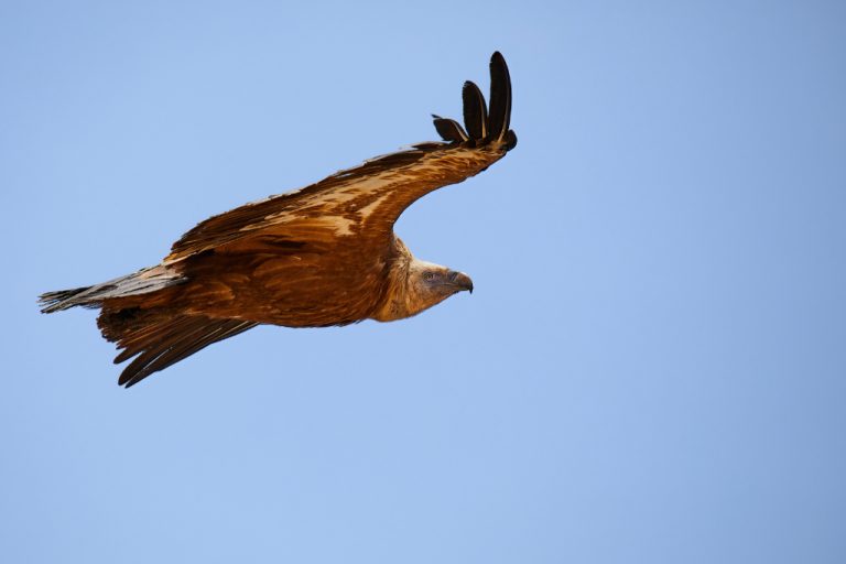 Gyps fulvus - Buitre leonado