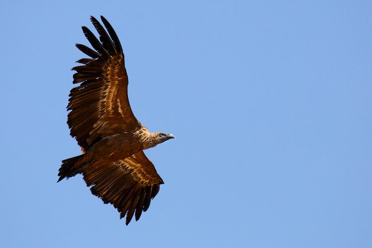 Gyps fulvus - Buitre leonado