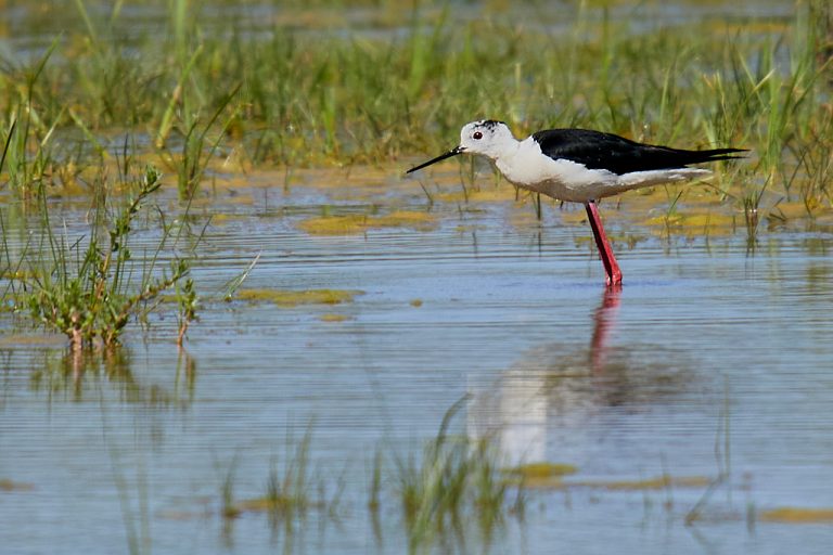 Himantopus himantopus - Cigüeñuela común