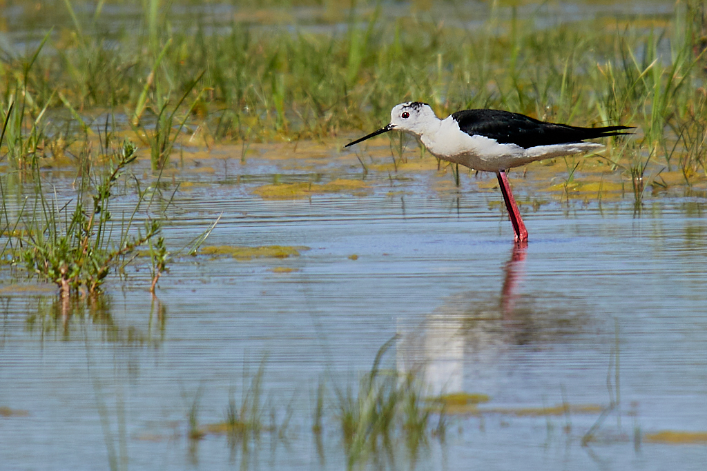 Himantopus himantopus - Cigüeñuela común