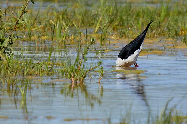 Himantopus himantopus - Cigüeñuela común