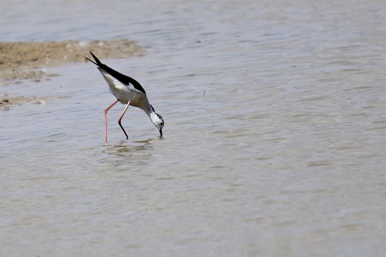 Himantopus himantopus - Cigüeñuela común