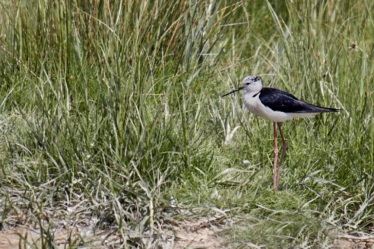 Himantopus himantopus - Cigüeñuela común