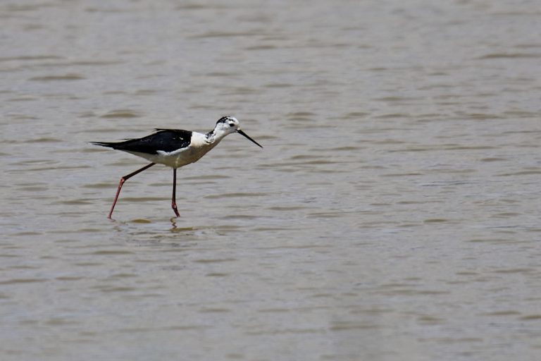 Himantopus himantopus - Cigüeñuela común