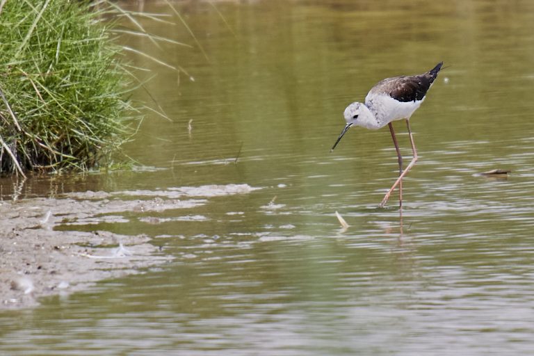 Himantopus himantopus - Cigüeñuela común