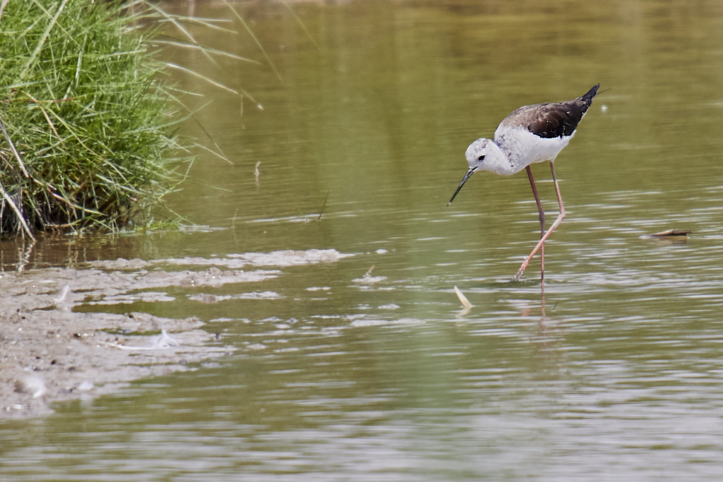 Himantopus himantopus - Cigüeñuela común