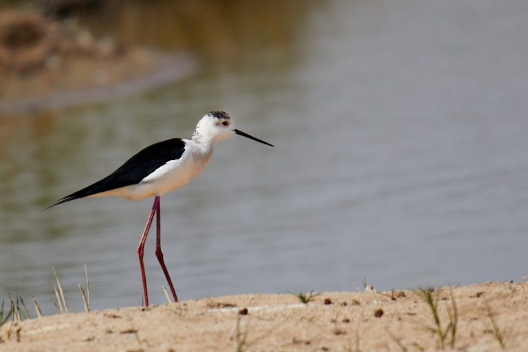 Himantopus himantopus - Cigüeñuela común