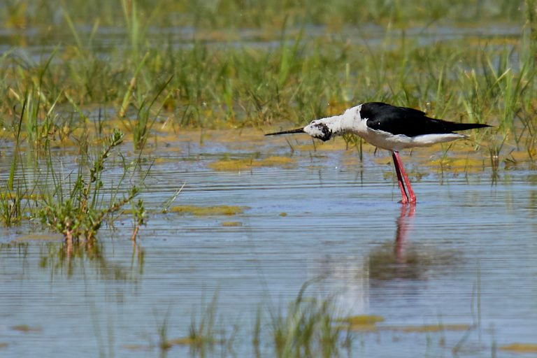 Himantopus himantopus - Cigüeñuela común