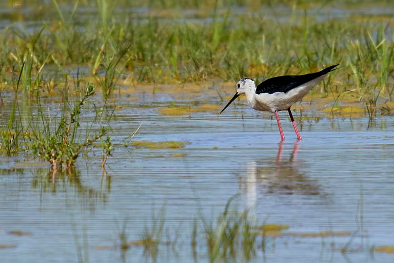 Himantopus himantopus - Cigüeñuela común