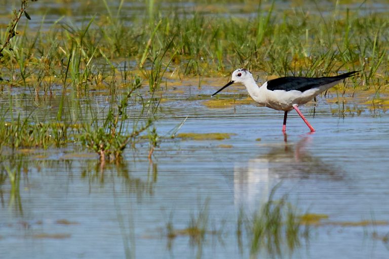 Himantopus himantopus - Cigüeñuela común