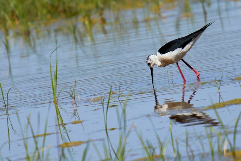 Himantopus himantopus - Cigüeñuela común