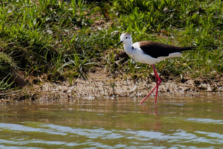 Himantopus himantopus - Cigüeñuela común