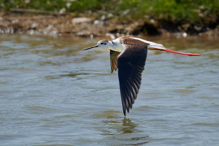 Himantopus himantopus - Cigüeñuela común