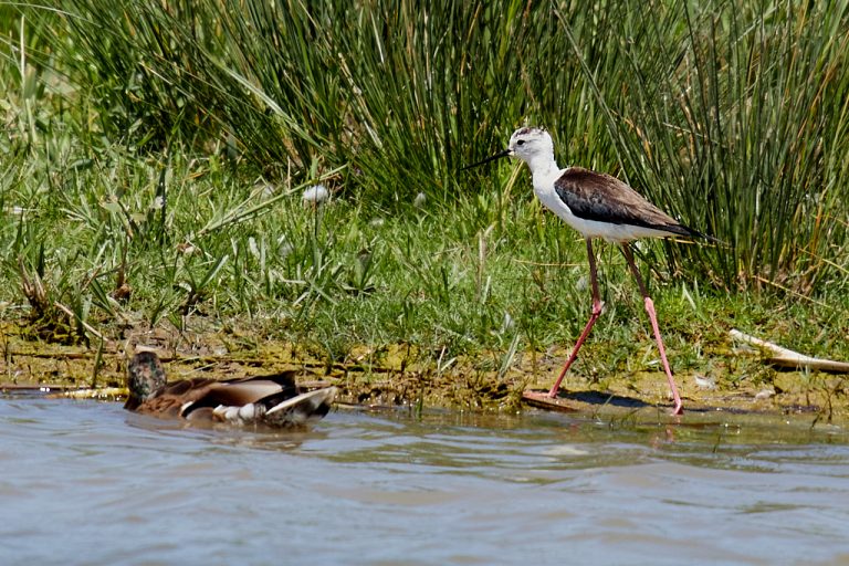 Himantopus himantopus - Cigüeñuela común