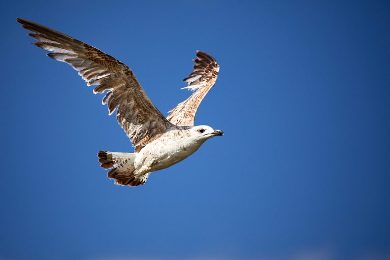 Larus audouinii - Gaviota de Audouin