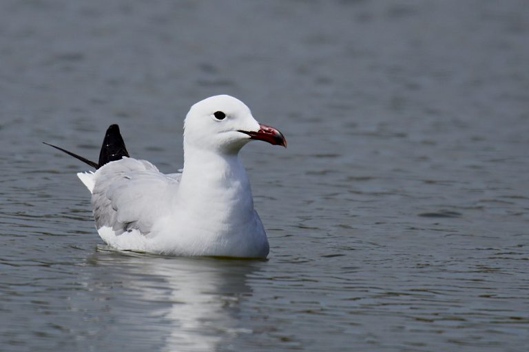 Larus audouinii - Gaviota de Audouin