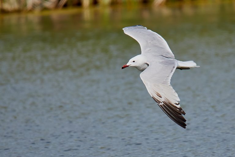 Larus audouinii - Gaviota de Audouin