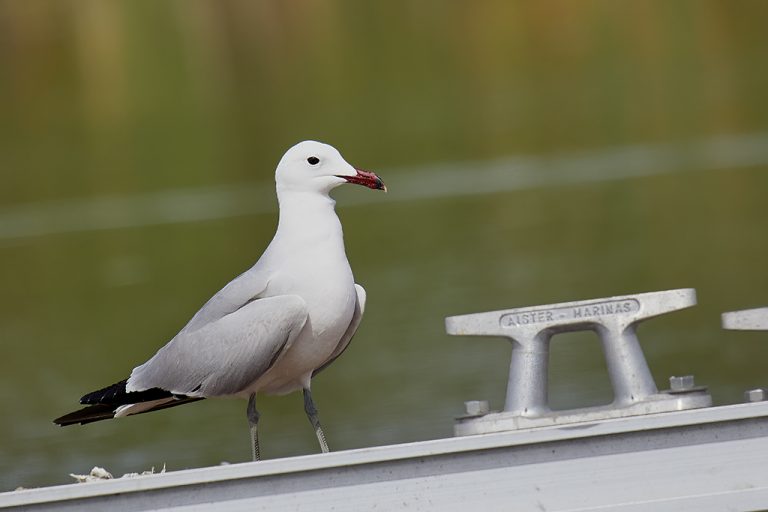 Larus audouinii - Gaviota de Audouin