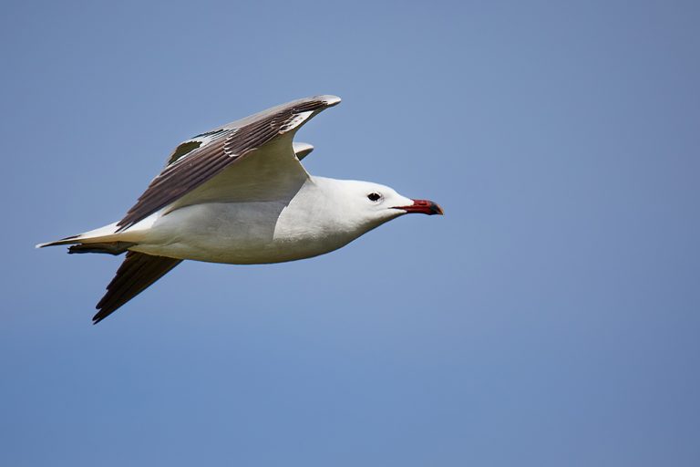 Larus audouinii - Gaviota de Audouin