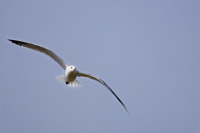 Larus audouinii - Gaviota de Audouin