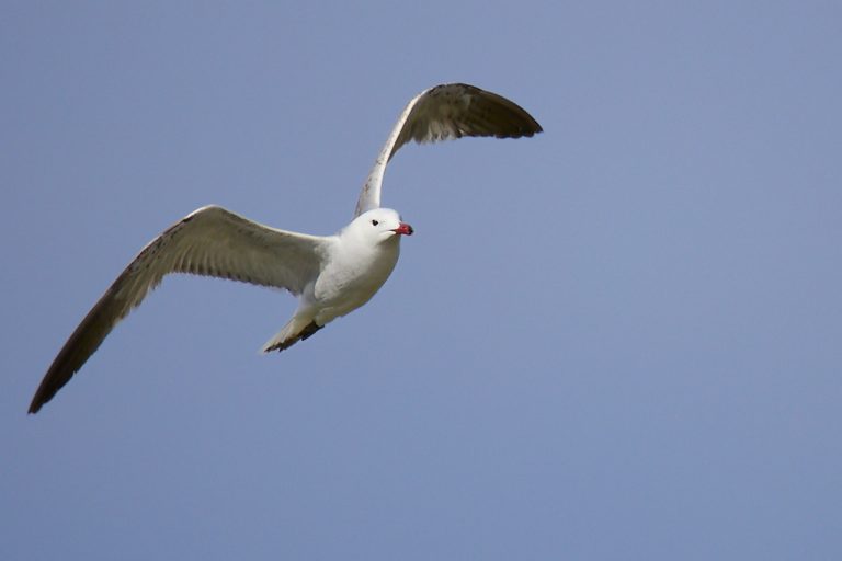 Larus audouinii - Gaviota de Audouin