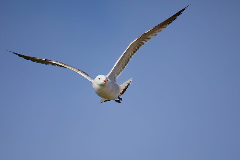 Larus audouinii - Gaviota de Audouin