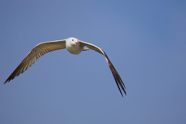 Larus audouinii - Gaviota de Audouin