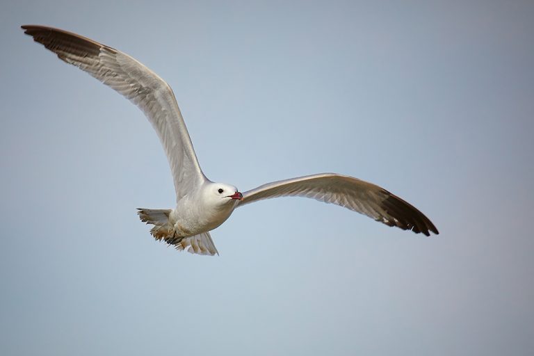 Larus audouinii - Gaviota de Audouin