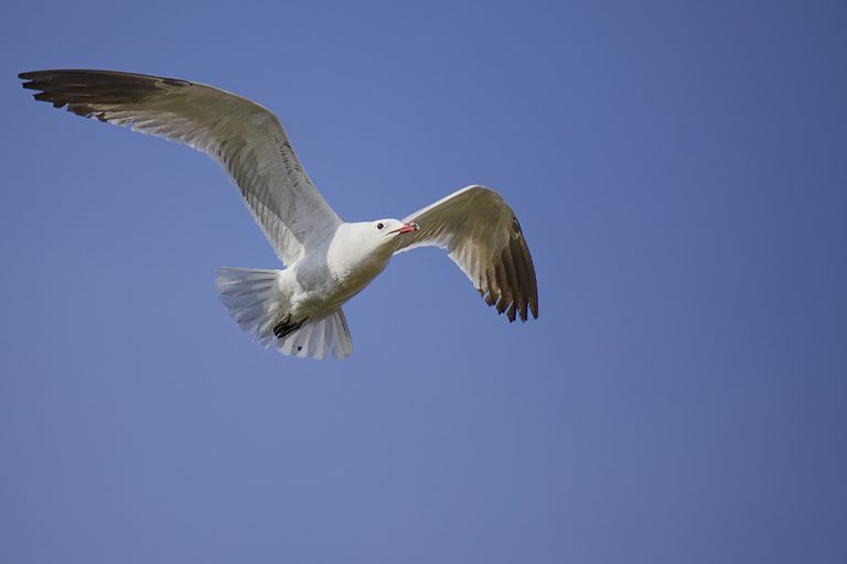 Larus audouinii - Gaviota de Audouin