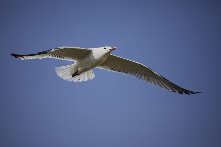 Larus audouinii - Gaviota de Audouin