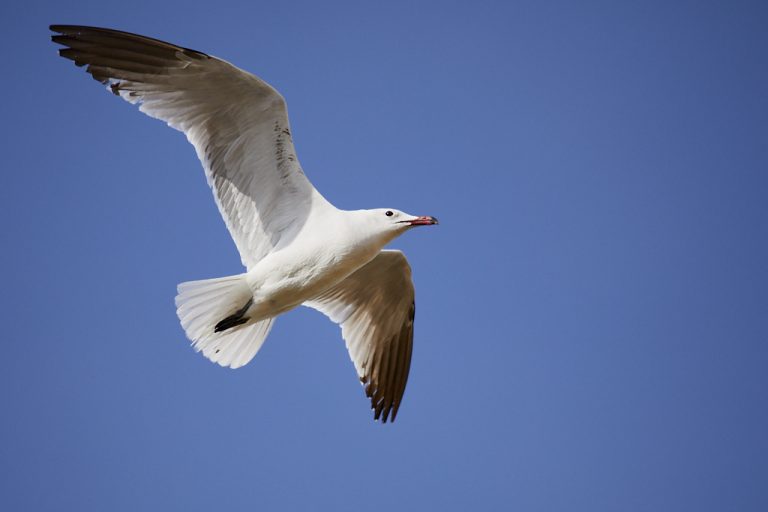 Larus audouinii - Gaviota de Audouin