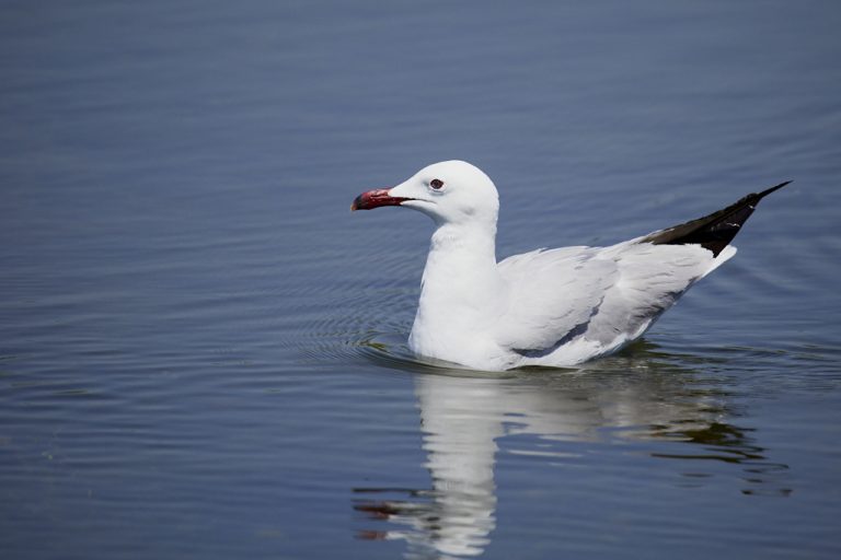 Larus audouinii - Gaviota de Audouin