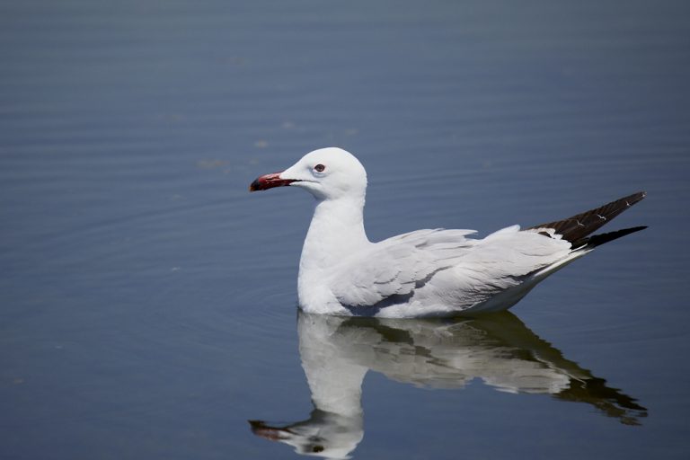 Larus audouinii - Gaviota de Audouin