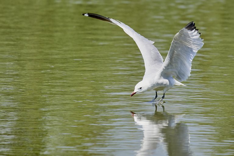 Larus audouinii - Gaviota de Audouin