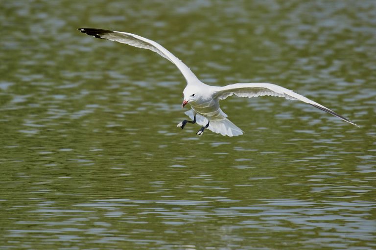 Larus audouinii - Gaviota de Audouin