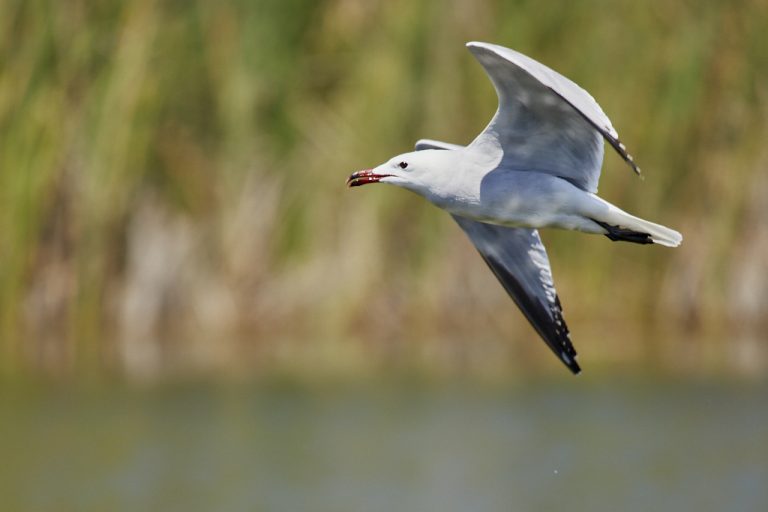 Larus audouinii - Gaviota de Audouin