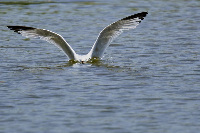 Larus audouinii - Gaviota de Audouin