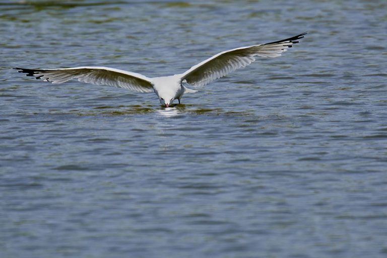 Larus audouinii - Gaviota de Audouin