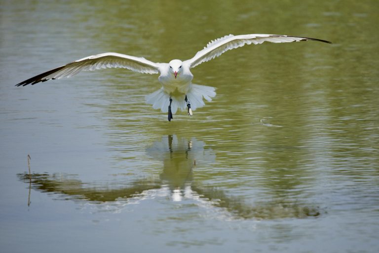 Larus audouinii - Gaviota de Audouin