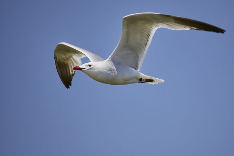 Larus audouinii - Gaviota de Audouin