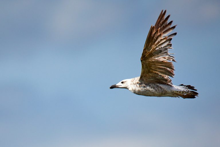 Larus audouinii - Gaviota de Audouin