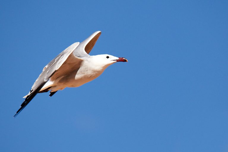 Larus audouinii - Gaviota de Audouin